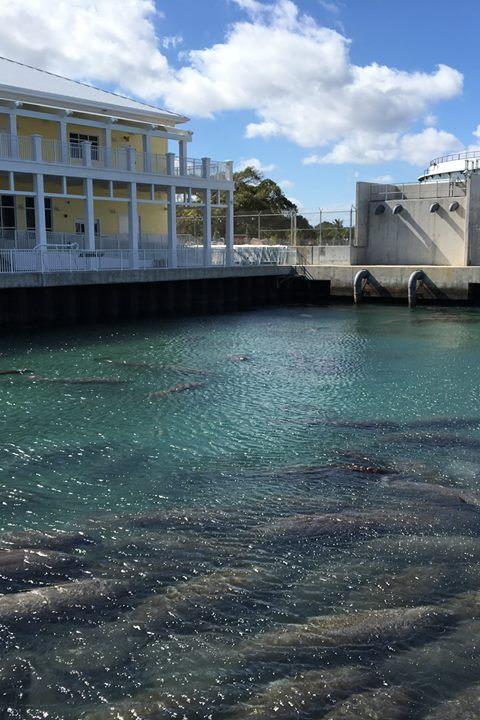 Manatee Lagoon